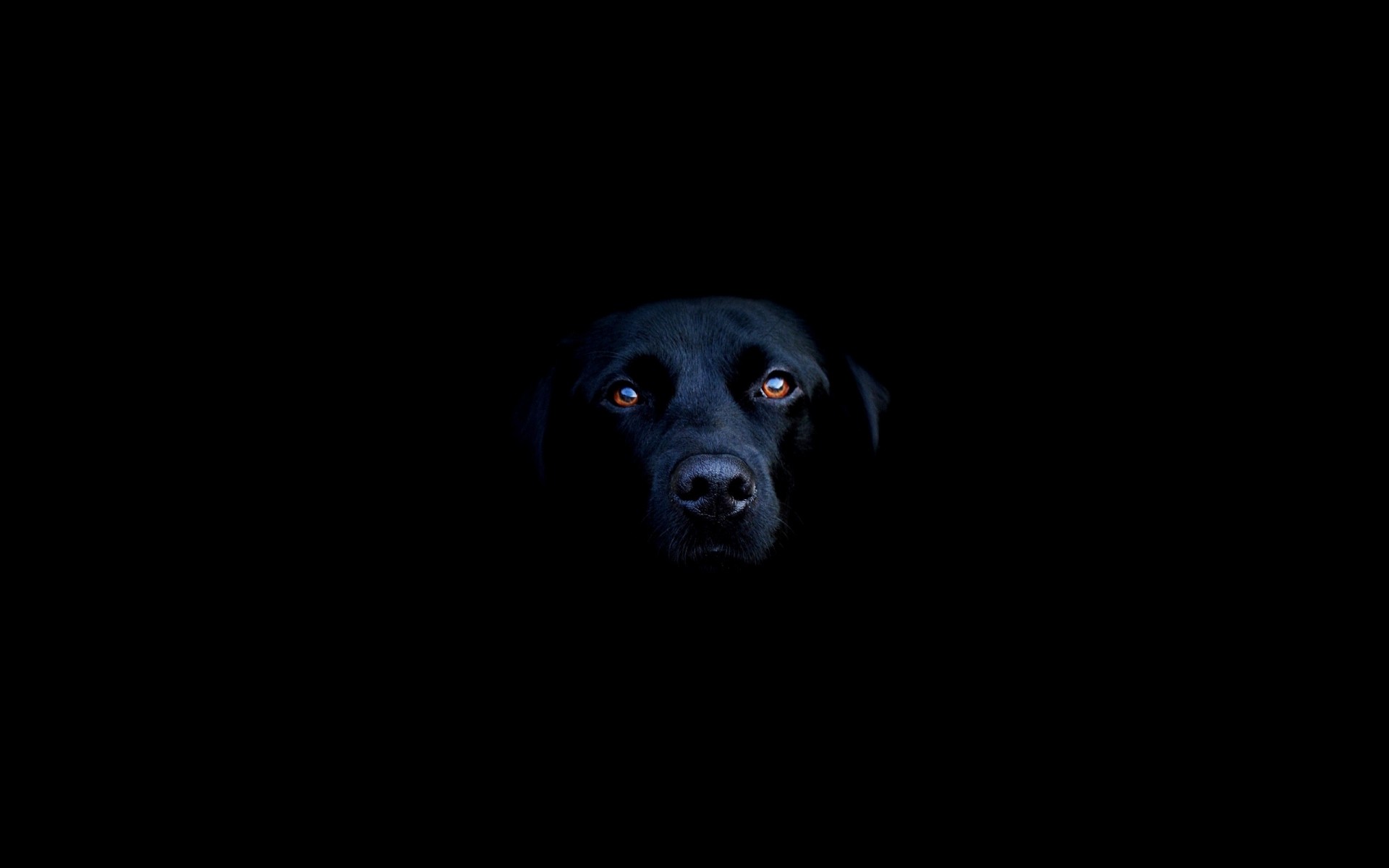 собаки собака милые портрет млекопитающее темный искусство студия