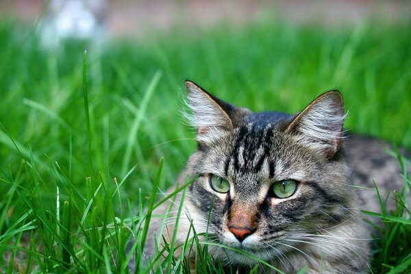 Милая кошка, лежащая на травке