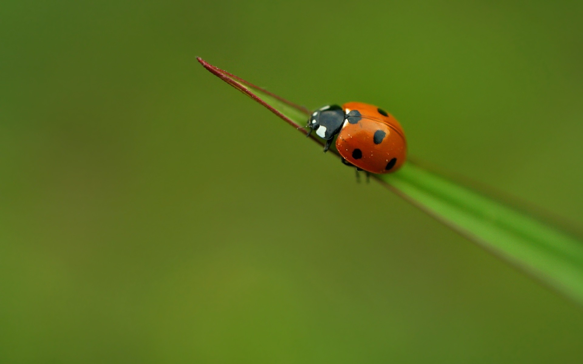 насекомые божья коровка насекомое жук крошечные биология природа трава лезвие мало на открытом воздухе зоология