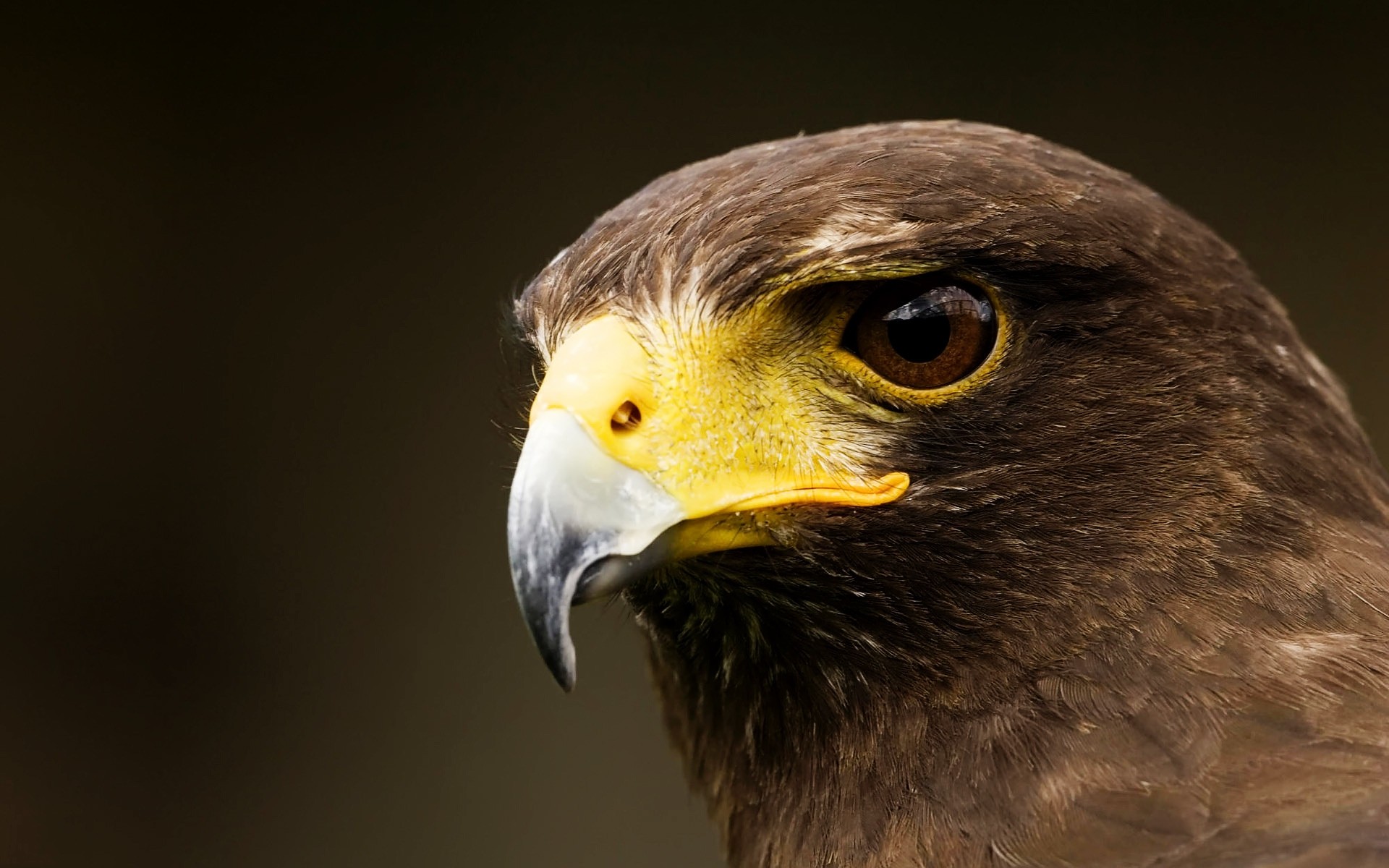 орел птица раптор дикой природы добычей хок клюв соколиная охота белоголовый орлан животное природа глаз сокол перо рейс
