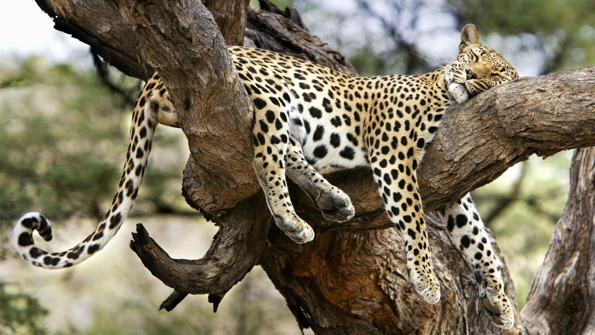 леопарды дикой природы природа млекопитающее дикий животное сафари кошка хищник на открытом воздухе зоопарк
