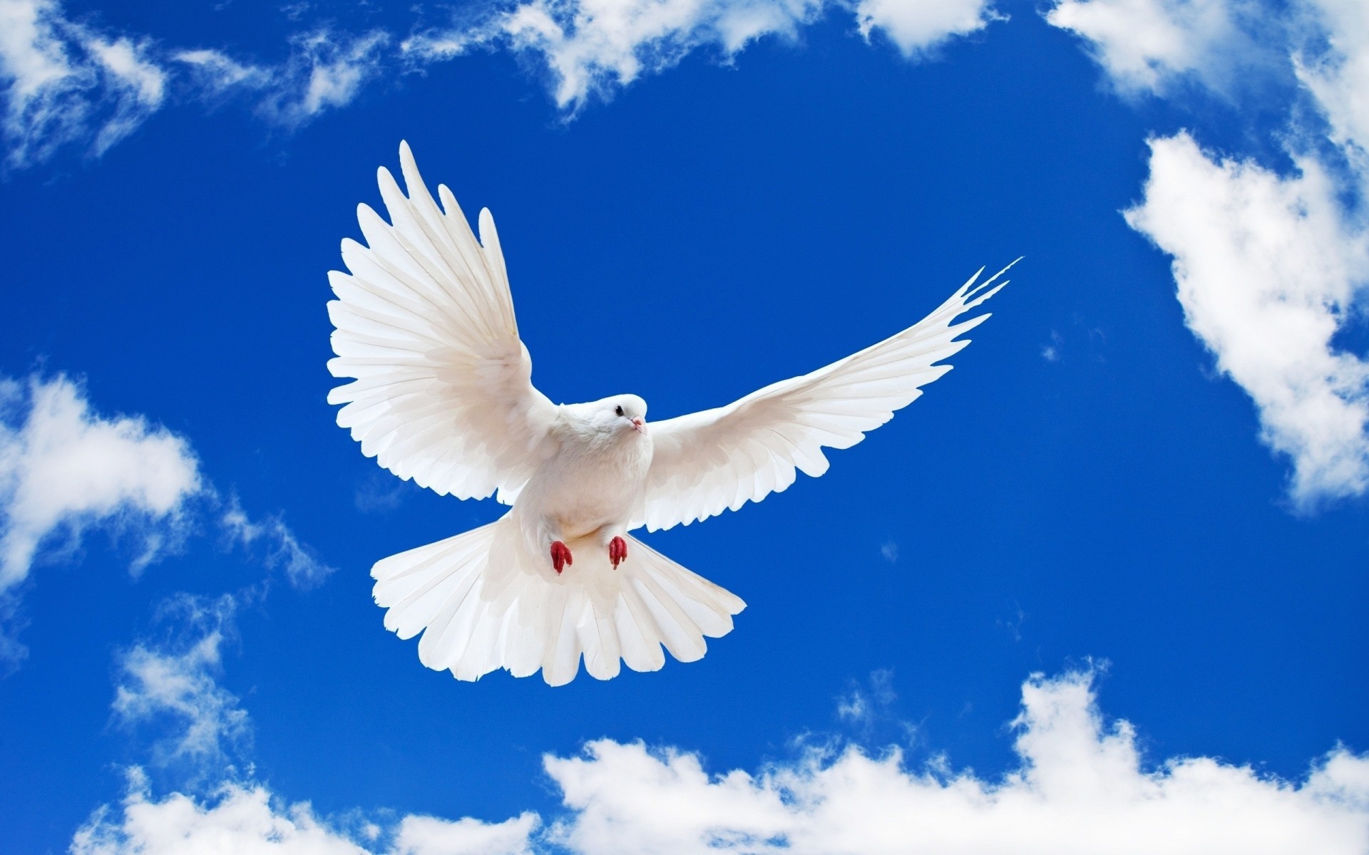 голубь птица природа свобода рейс небо голубь крыло летать на открытом воздухе чайки перо лето небо дикой природы животные мир