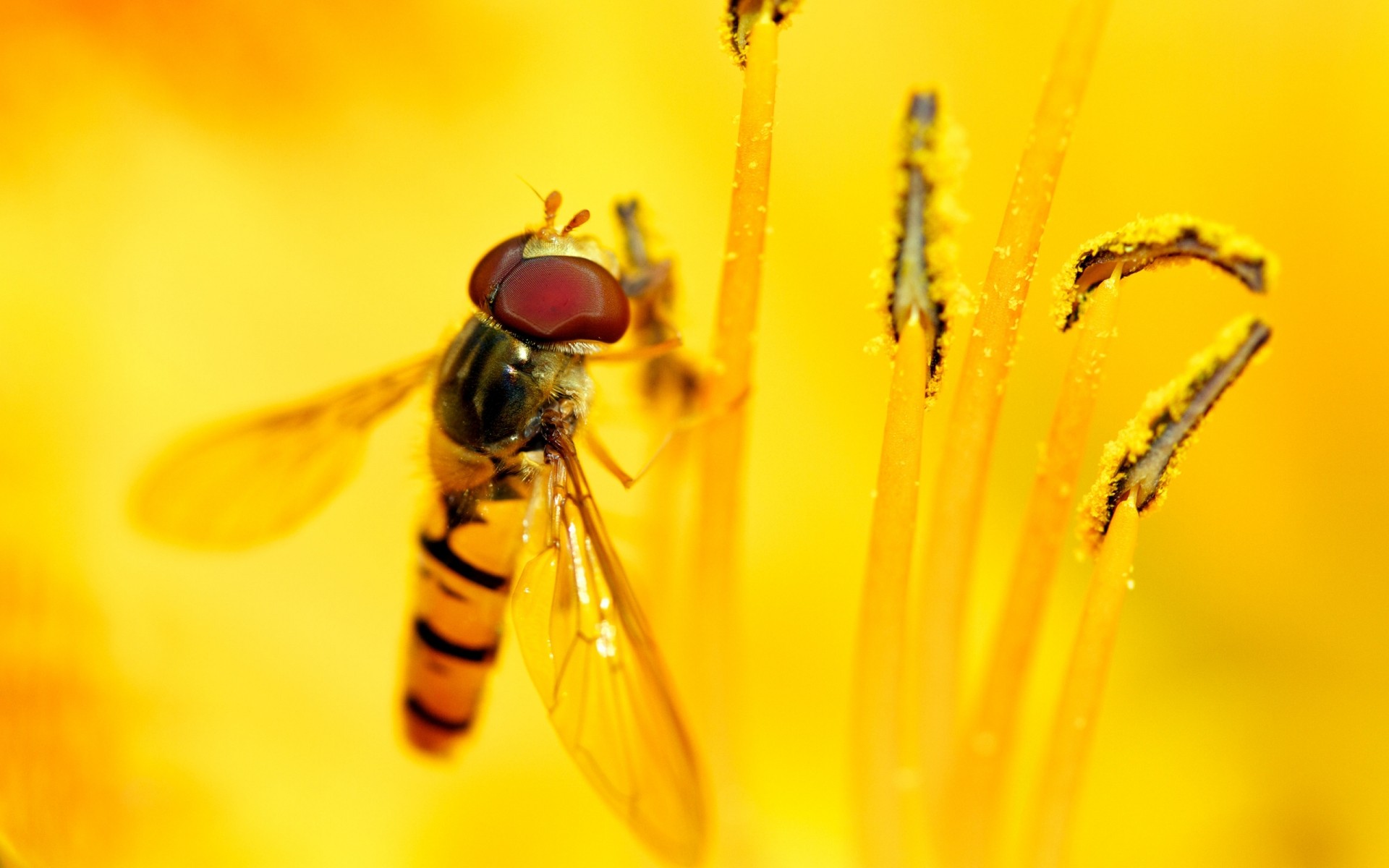 насекомые насекомое природа летать пчелка цветок лето беспозвоночных жук дикой природы на открытом воздухе животное пыльца макрос желтый