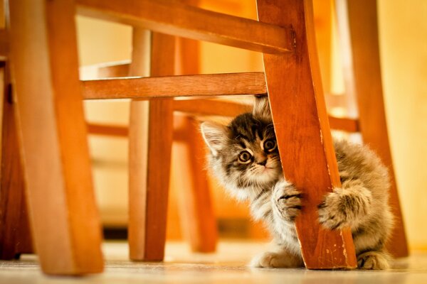 Милый котёнок царапает мебель