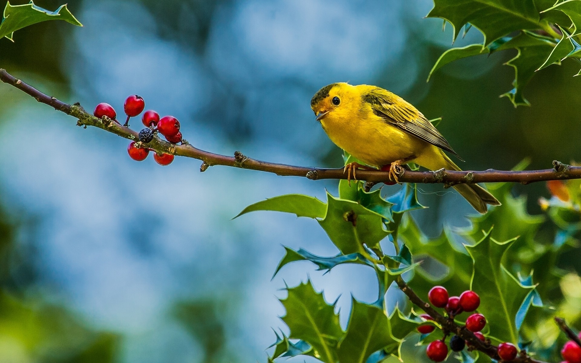 птицы на открытом воздухе птица природа дерево лист дикой природы мало фрукты филиал милые птицы филиалы фон