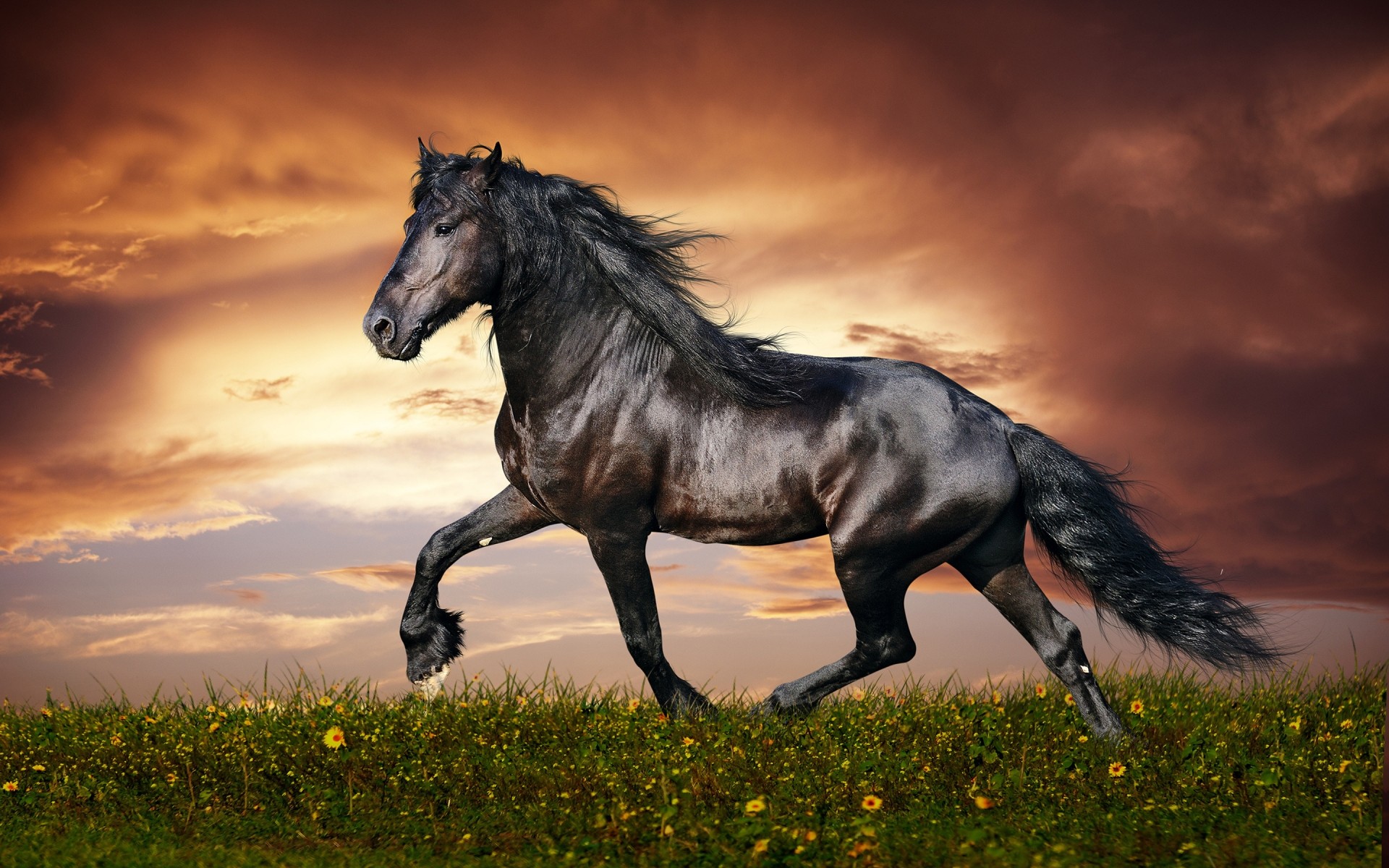 животные маре конница лошадь млекопитающее жеребец конный коневодство мане поле закат животное пастбище ферма трава мустанг сенокос