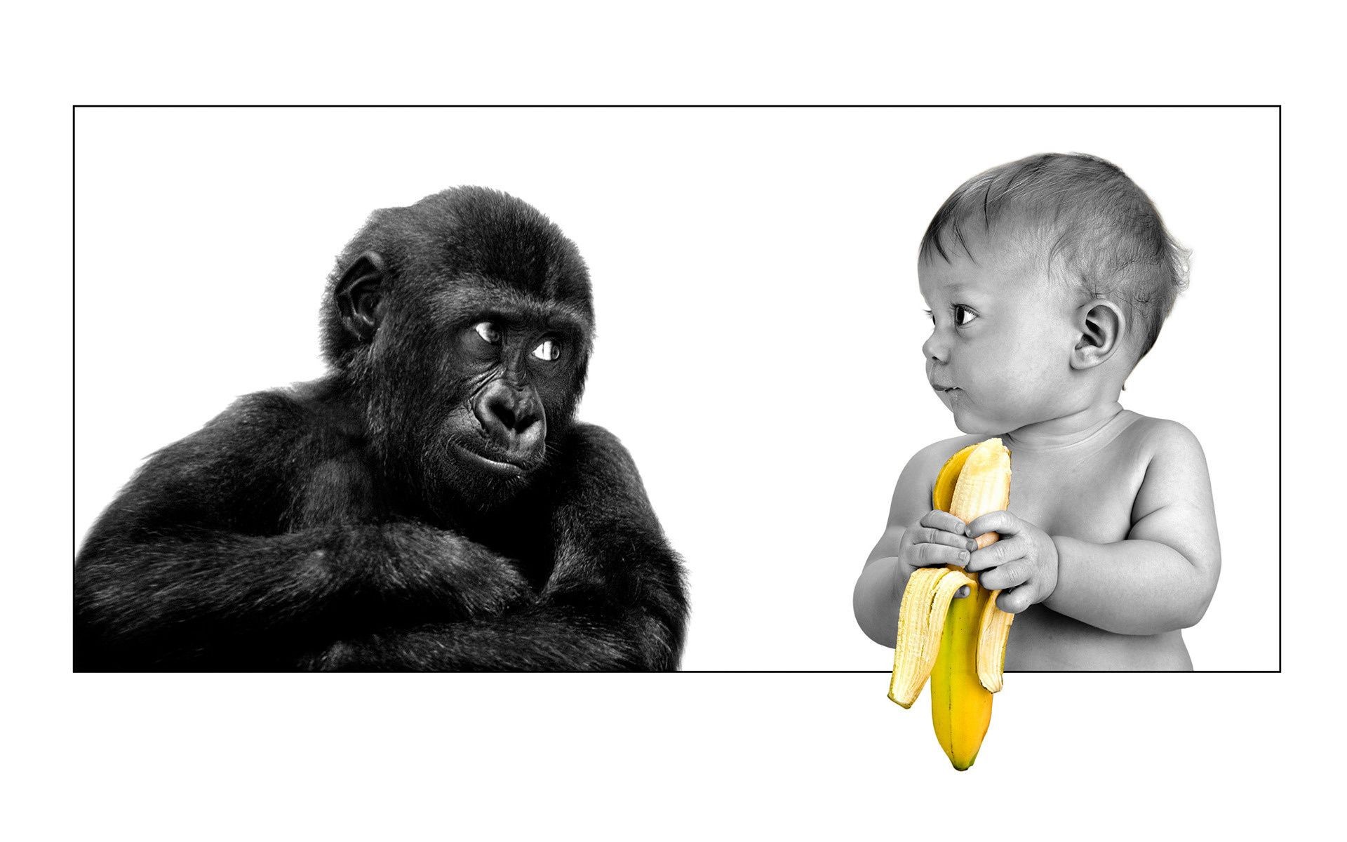 животные ребенок ребенок милые мало обезьяна портрет смешно