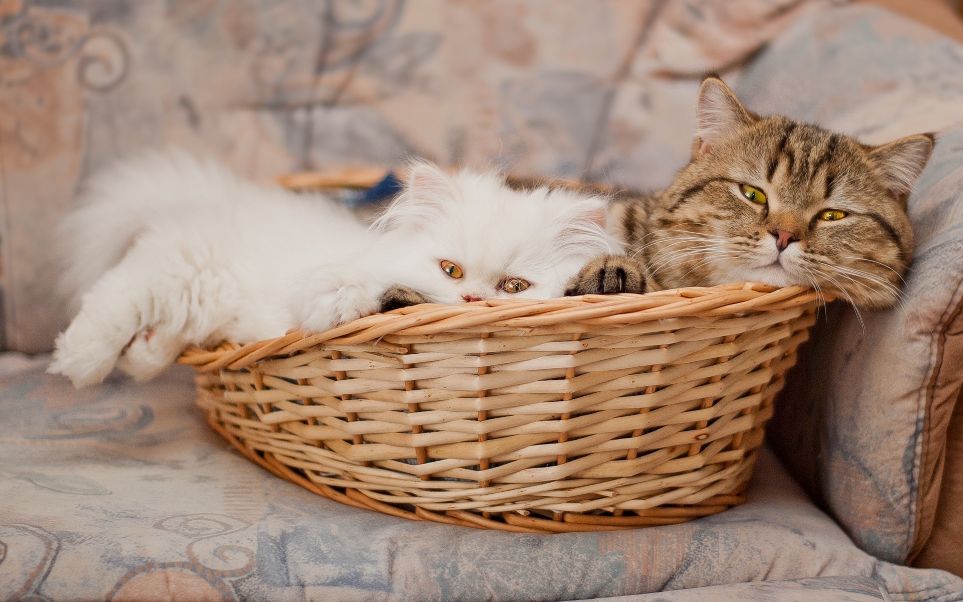 кошки кошка котенок корзина пэт милые животное млекопитающее мех портрет отечественные пуховый глаз табби молодой природа один просмотр сидеть волосы китти