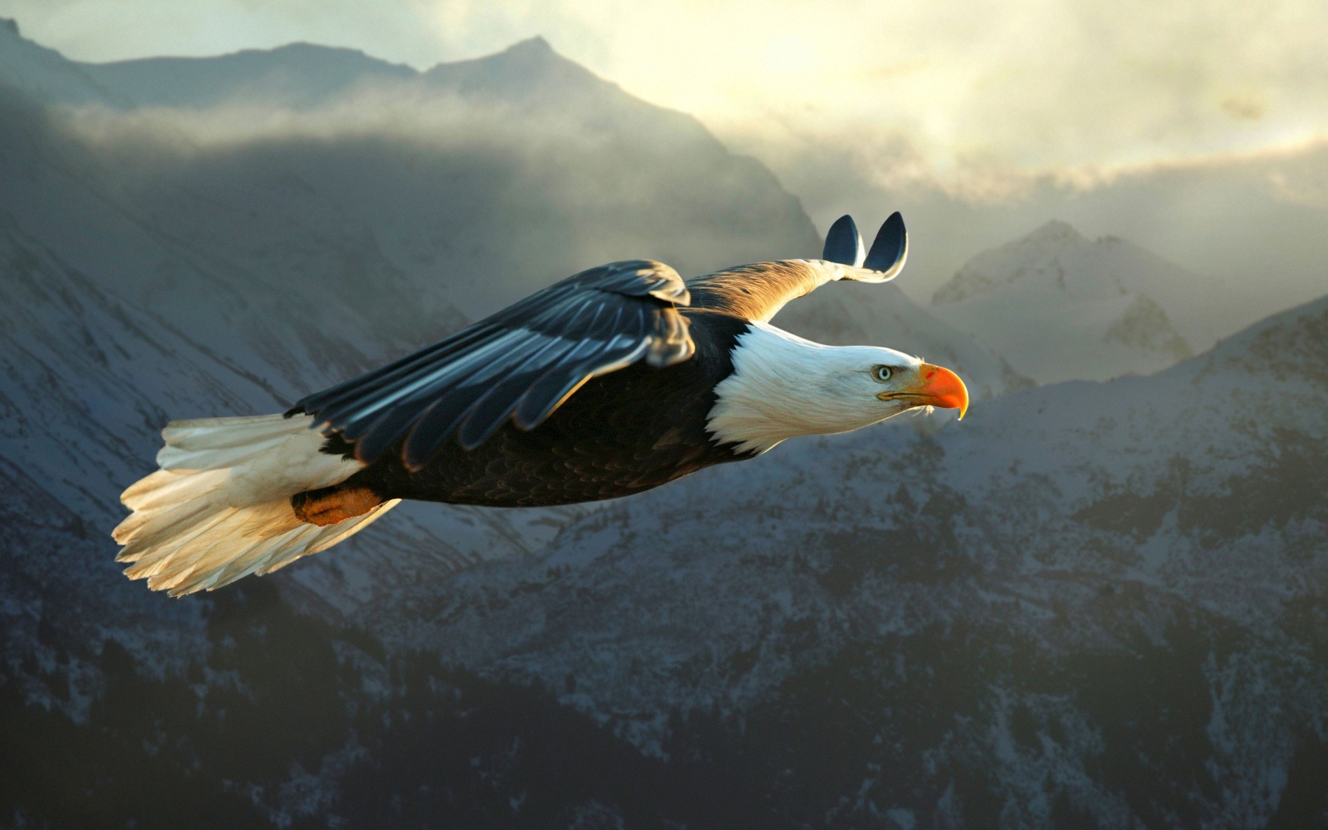 орел птица дикой природы природа на открытом воздухе один раптор