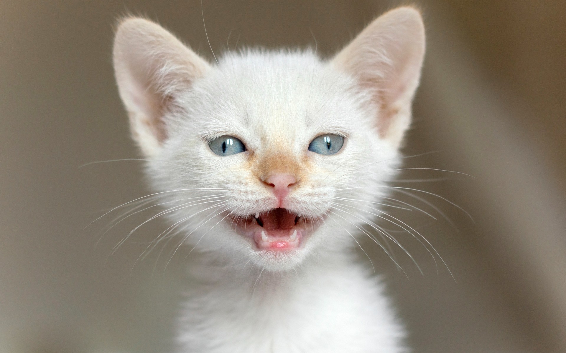 кошки милые кошка глаз мало мех ус животное котенок