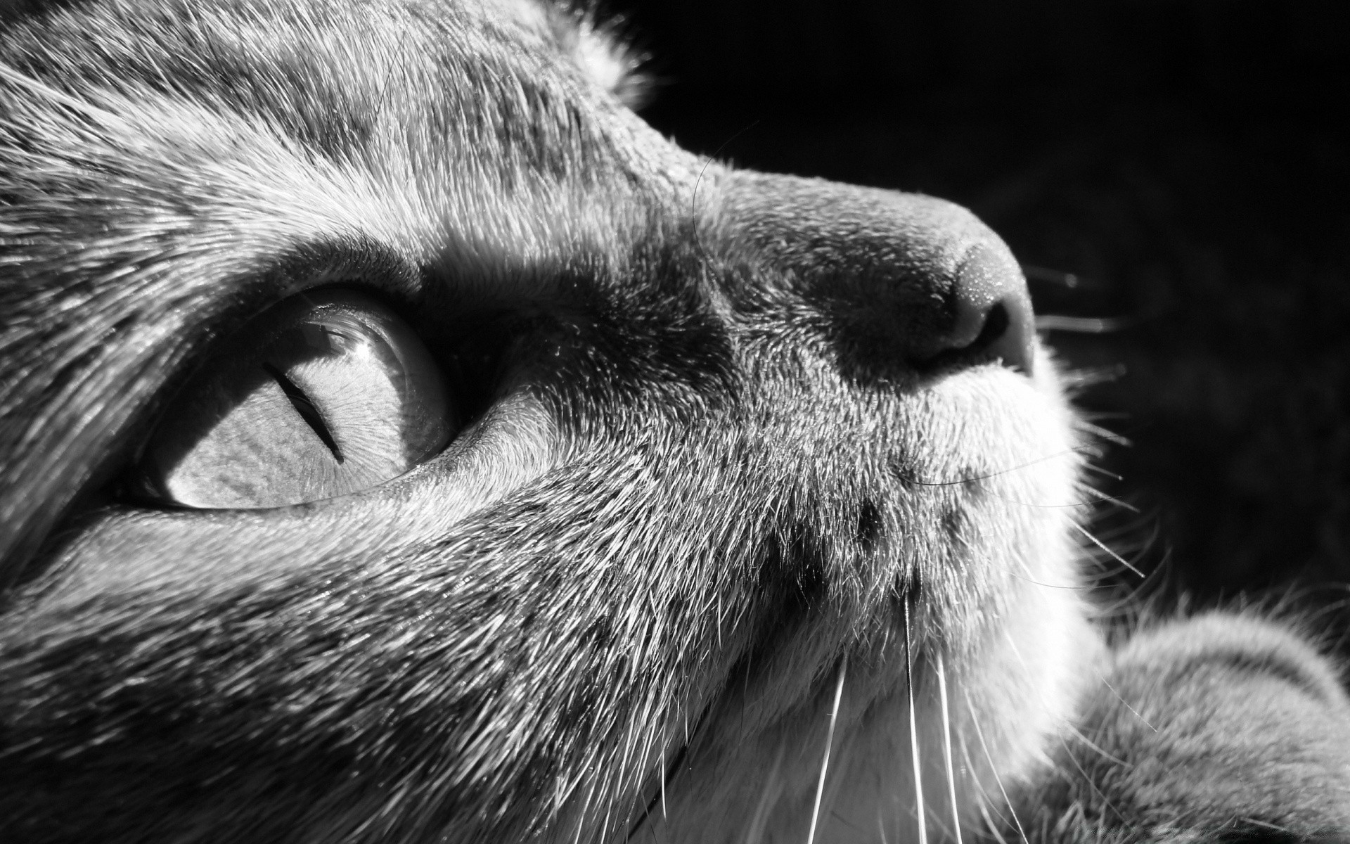 черно-белое млекопитающее мех портрет животное дикой природы зоопарк кошка глаз волосы лицо природа милые дикий один