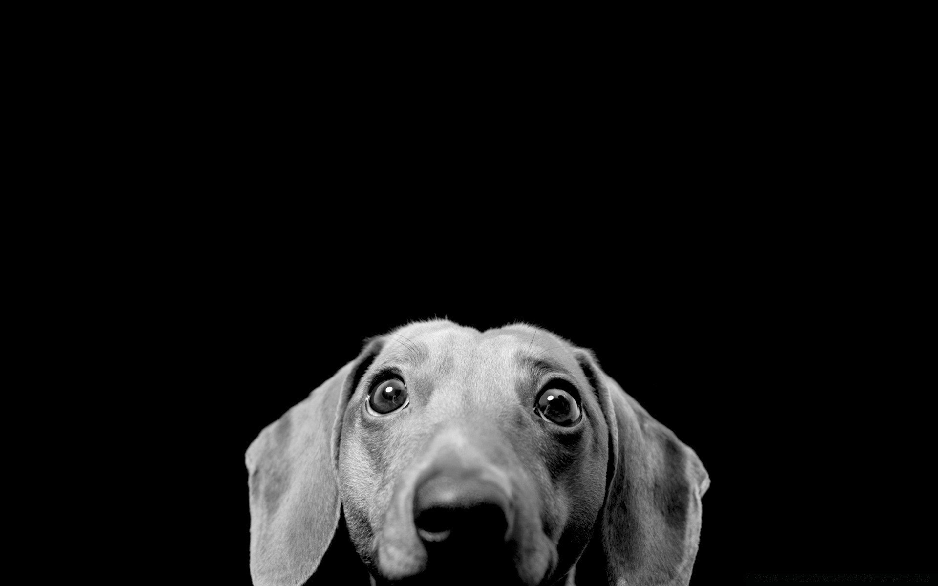 черно-белое собака портрет животное студия один милые млекопитающее кинолог монохромный пэт просмотр глаз смешно