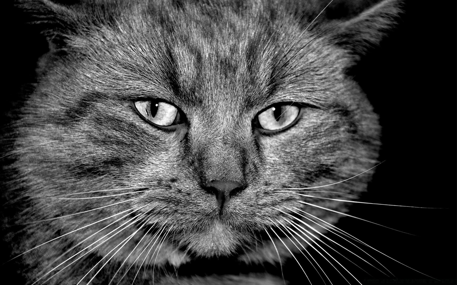 черно-белое кошка портрет пэт милые млекопитающее животное мех котенок пуховый отечественные глаз глава волосы серый просмотр