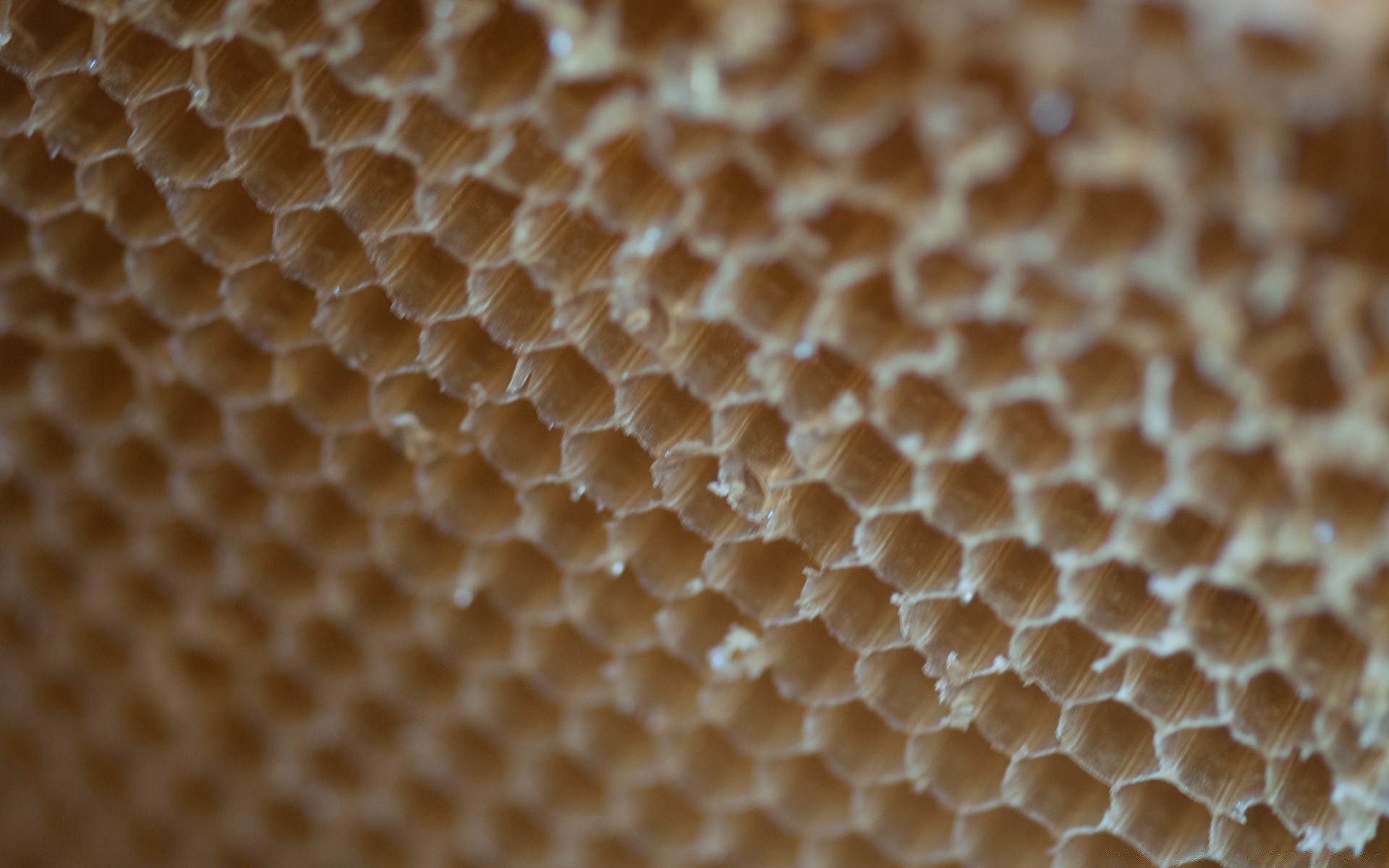 еда и напитки мед сотовый телефон сота пчелка воск пчелиный воск шестигранник улей рабочего стола природа