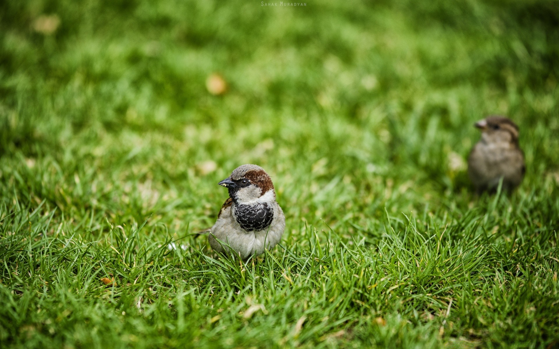 птицы трава природа птица мало дикой природы на открытом воздухе животное газон сад среды лето дикий задворк землю лист