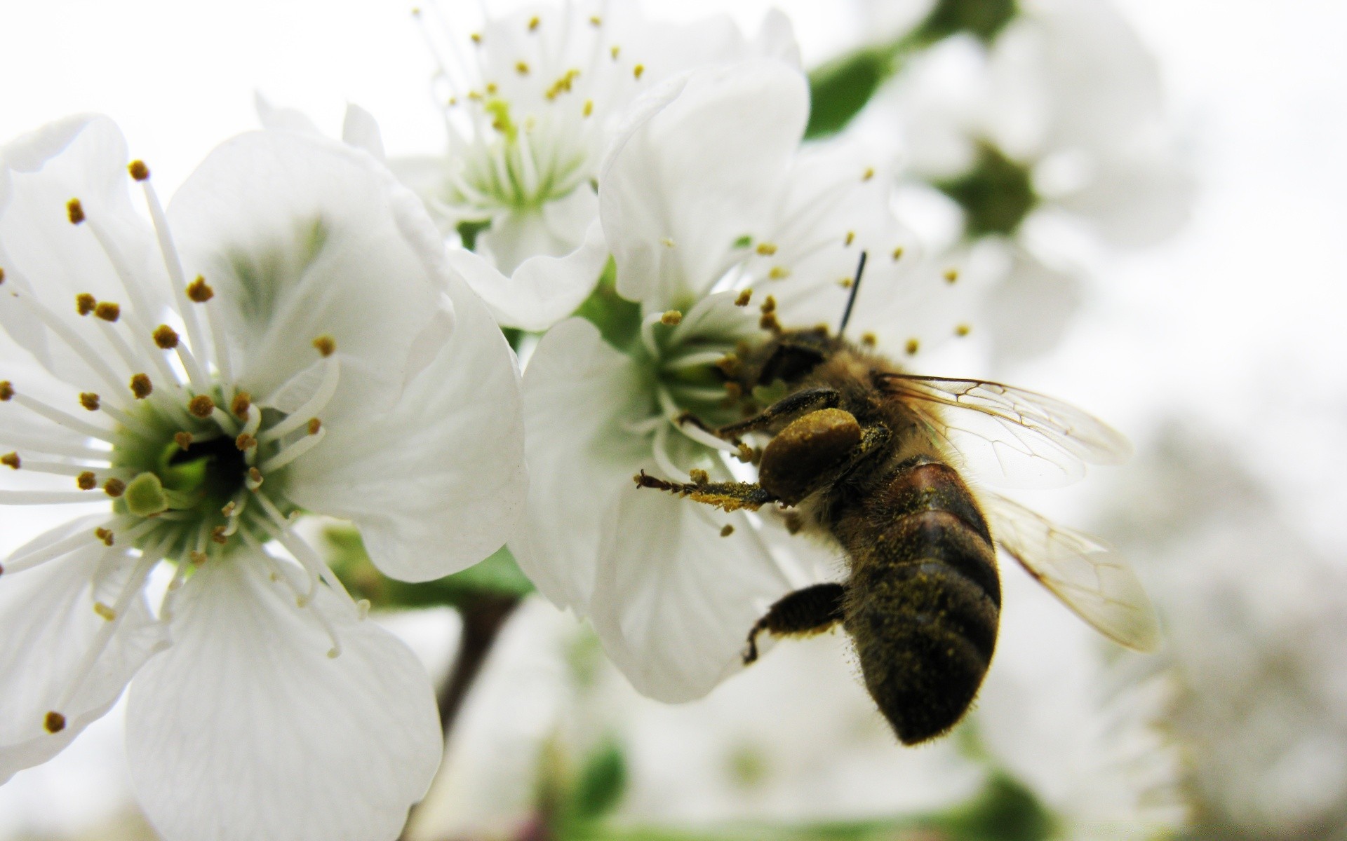 насекомые цветок природа пчелка флора сад пыльца насекомое лепесток блюминг лето лист дерево опыление дружище вишня цветочные мед крупным планом на открытом воздухе