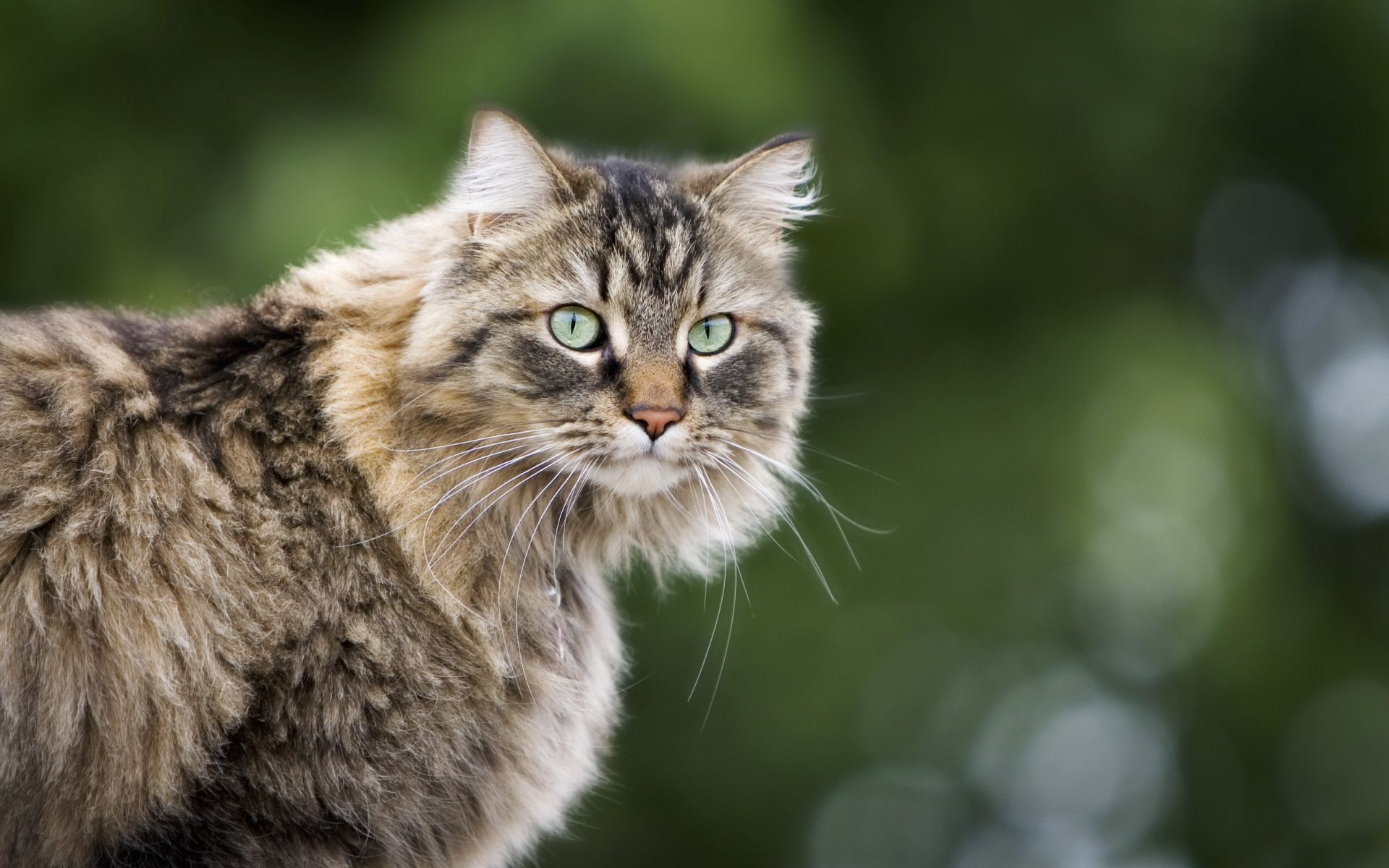 кошки животное кошка милые природа млекопитающее пэт портрет