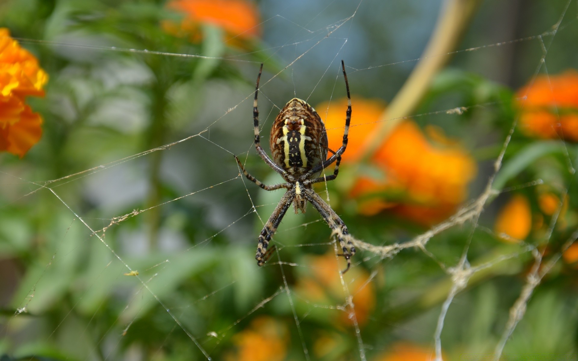 насекомые паук природа насекомое паутинкой паукообразный сад цветок крупным планом на открытом воздухе лист флора лето цвет жутковато росы беспозвоночных ловушка паутинку