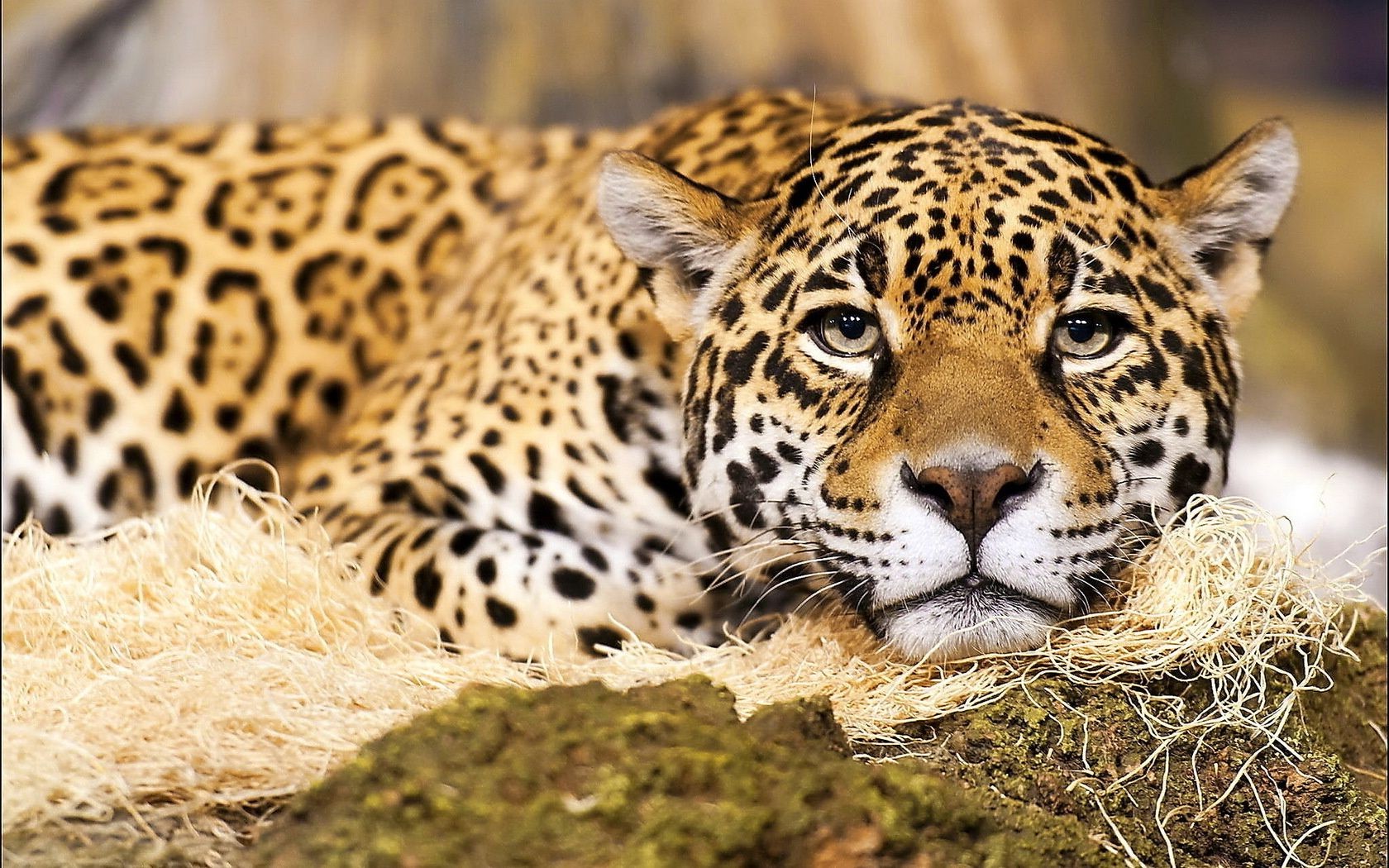 животные дикой природы кошка млекопитающее леопард животное хищник сафари мех дикий зоопарк природа мясоед
