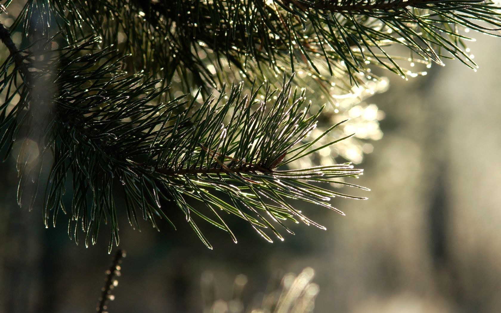 деревья зима иглы рождество сосна дерево эвергрин хвойные природа филиал пихта ели хвойные сезон яркий светит снег древесины на открытом воздухе конусная