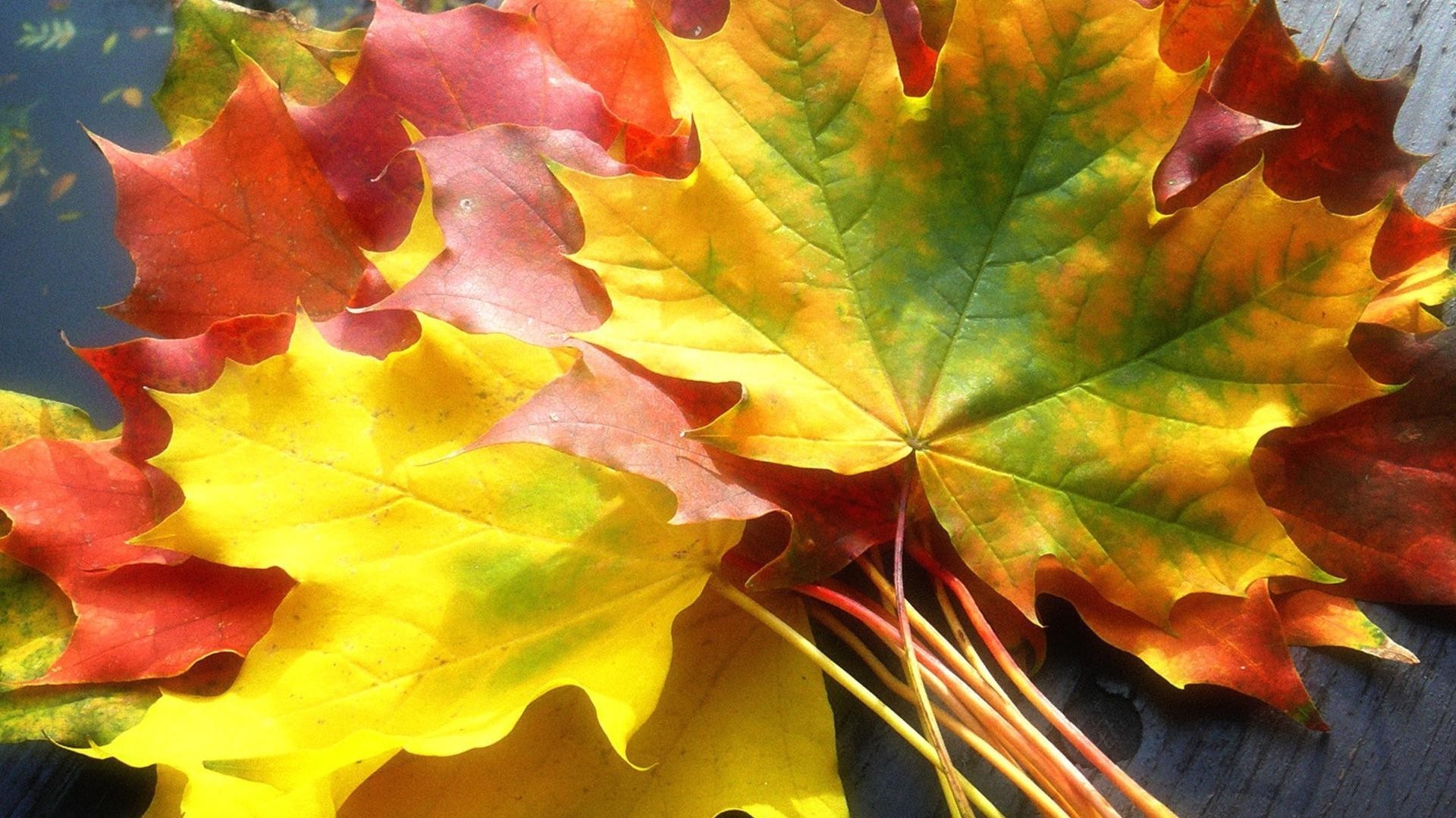 листья лист осень кленовый флора сезон цвет природа яркий рабочего стола яркие дерево