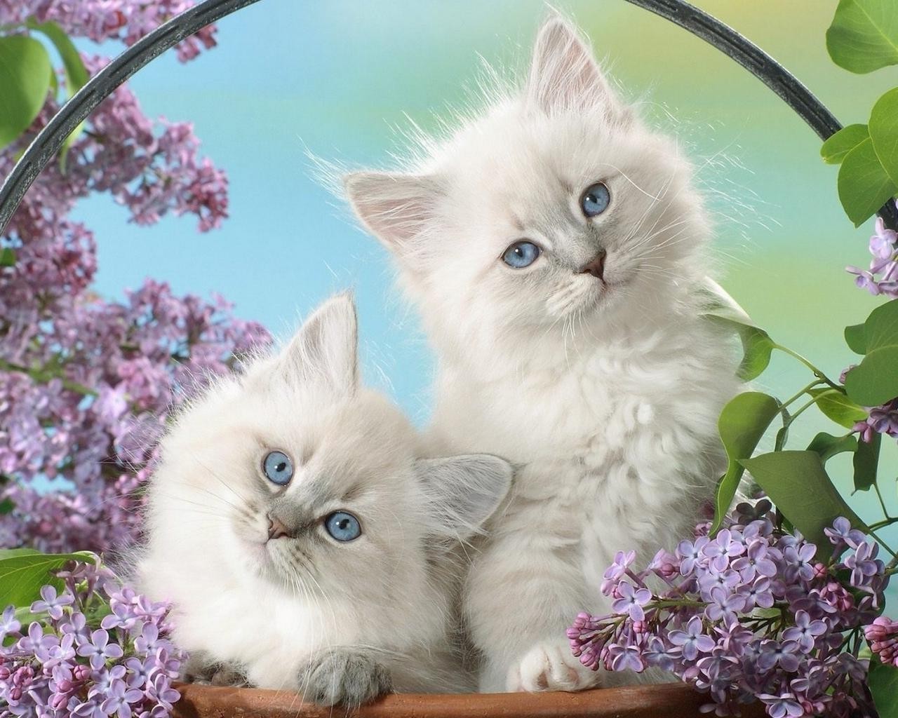 кошки кошка отечественные котенок милые пэт животное портрет глаз мало мех очаровательны пуховый пушистый табби молодой ус волосы ребенок сидеть просмотр