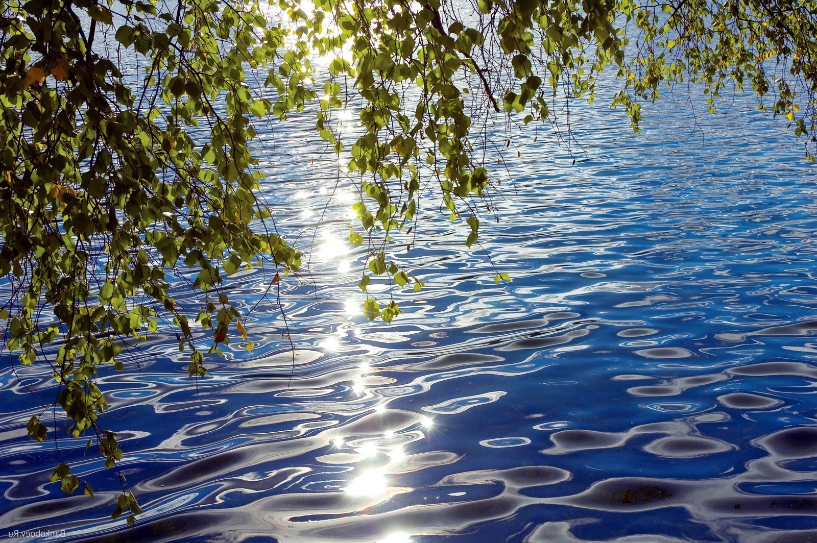 озера воды природа отражение дерево пейзаж на открытом воздухе древесины лето лист река хорошую погоду сезон бассейн хладнокровие флора среды небо рабочего стола