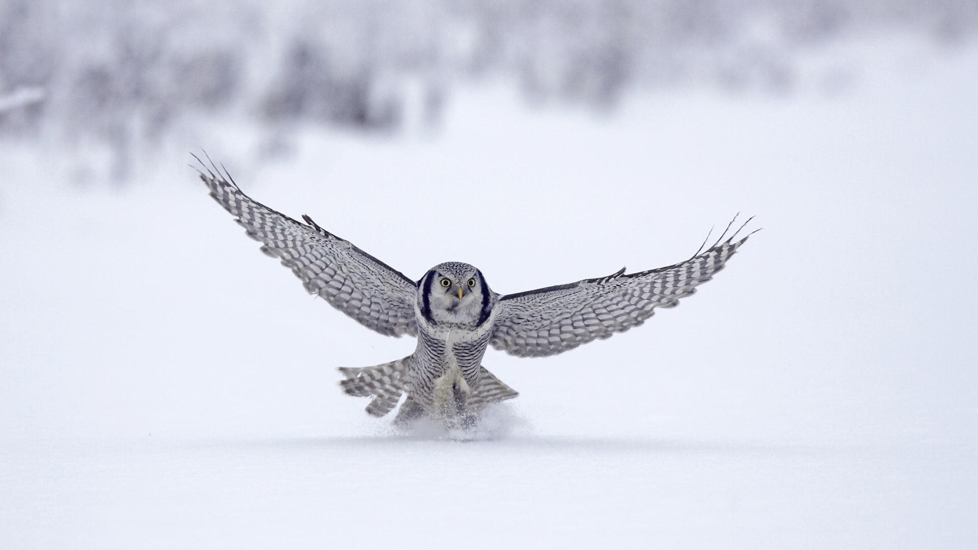 животные птица снег раптор зима орел хок сова сокол перо дикой природы рейс холодная природа летать крыло добычей хищник животное на открытом воздухе