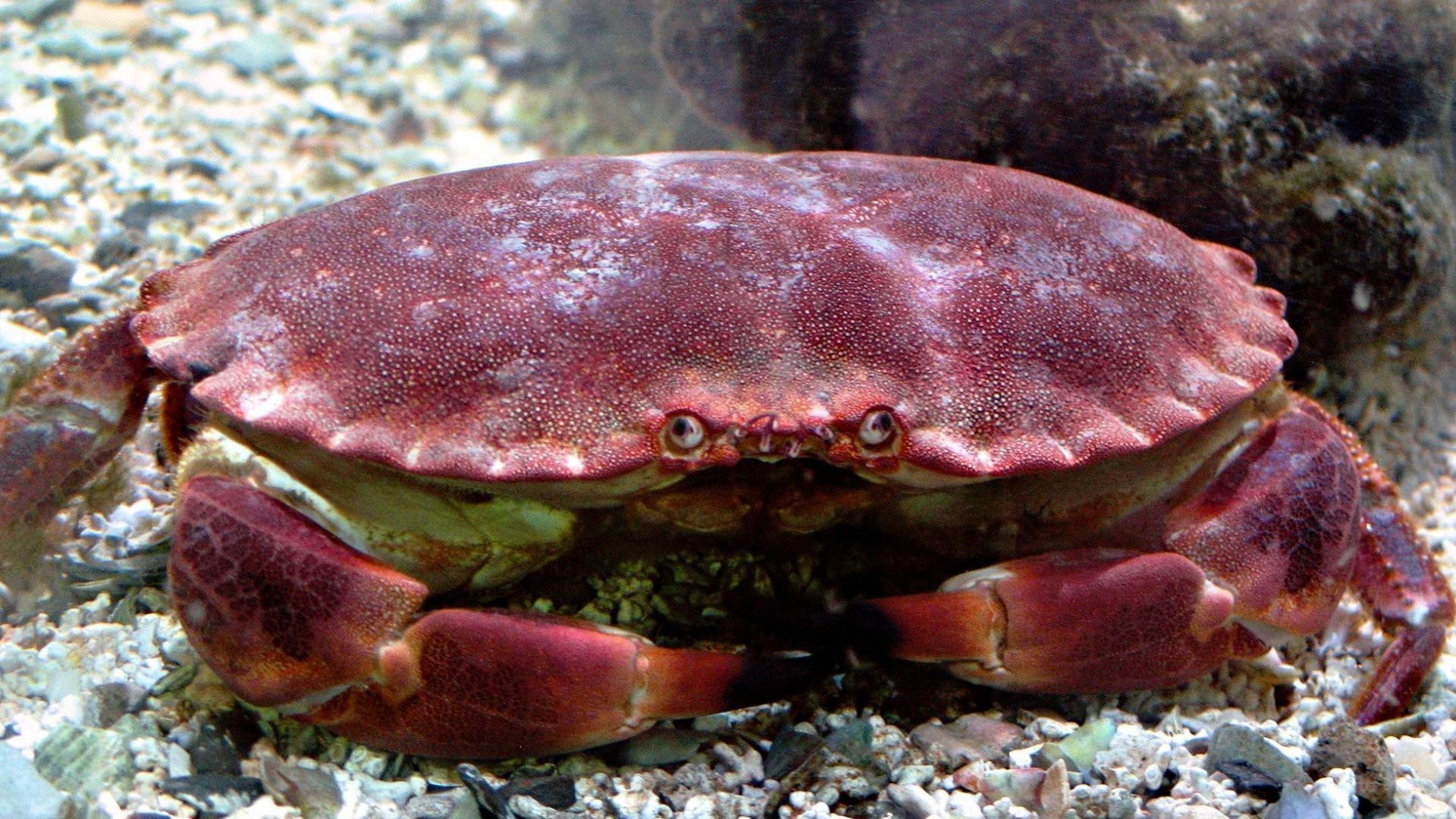 животные краб рачок моллюски беспозвоночных рыбы подводный океан море коготь оболочка лобстер дикой природы морской природа водный морепродукты воды еда
