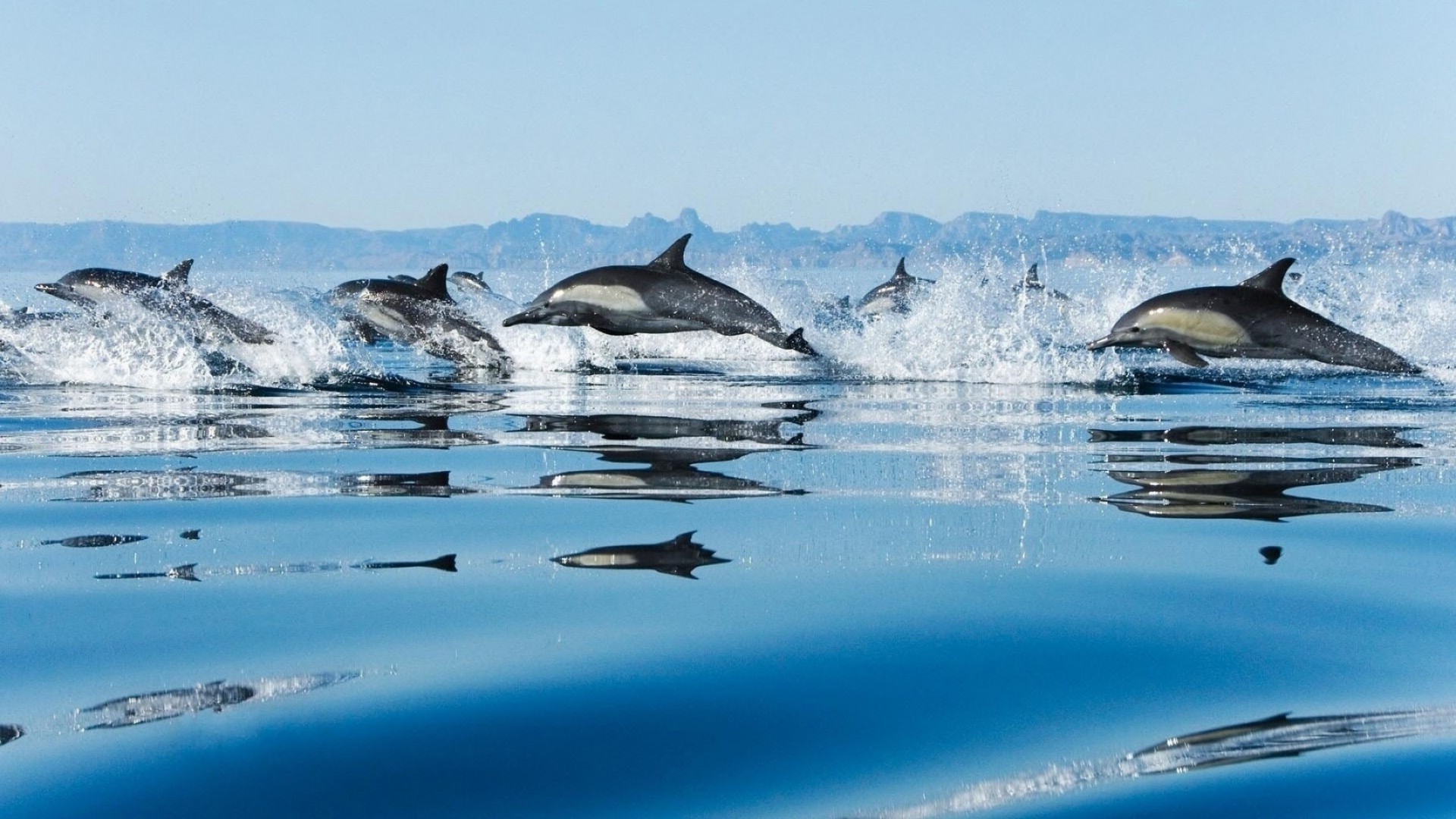 дельфин воды природа лед снег на открытом воздухе путешествия зима холодная море океан плавание отдых воздуходувки небо морозный