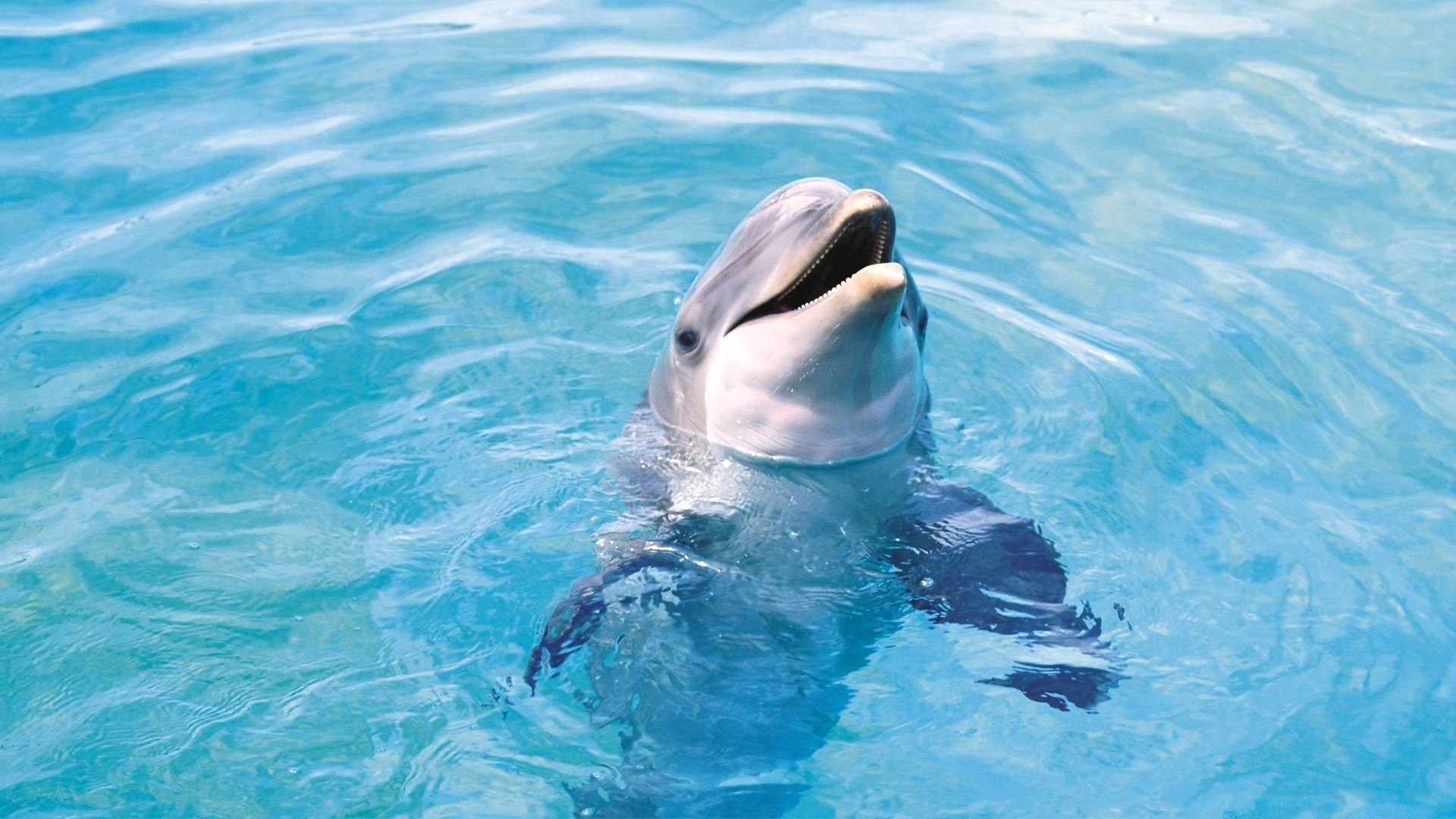 морские животные плавание воды дельфин подводный воздуходувки океан море морской кит фин рыбы дикой природы водный пловец природа дайвинг бассейн бирюза аквариум