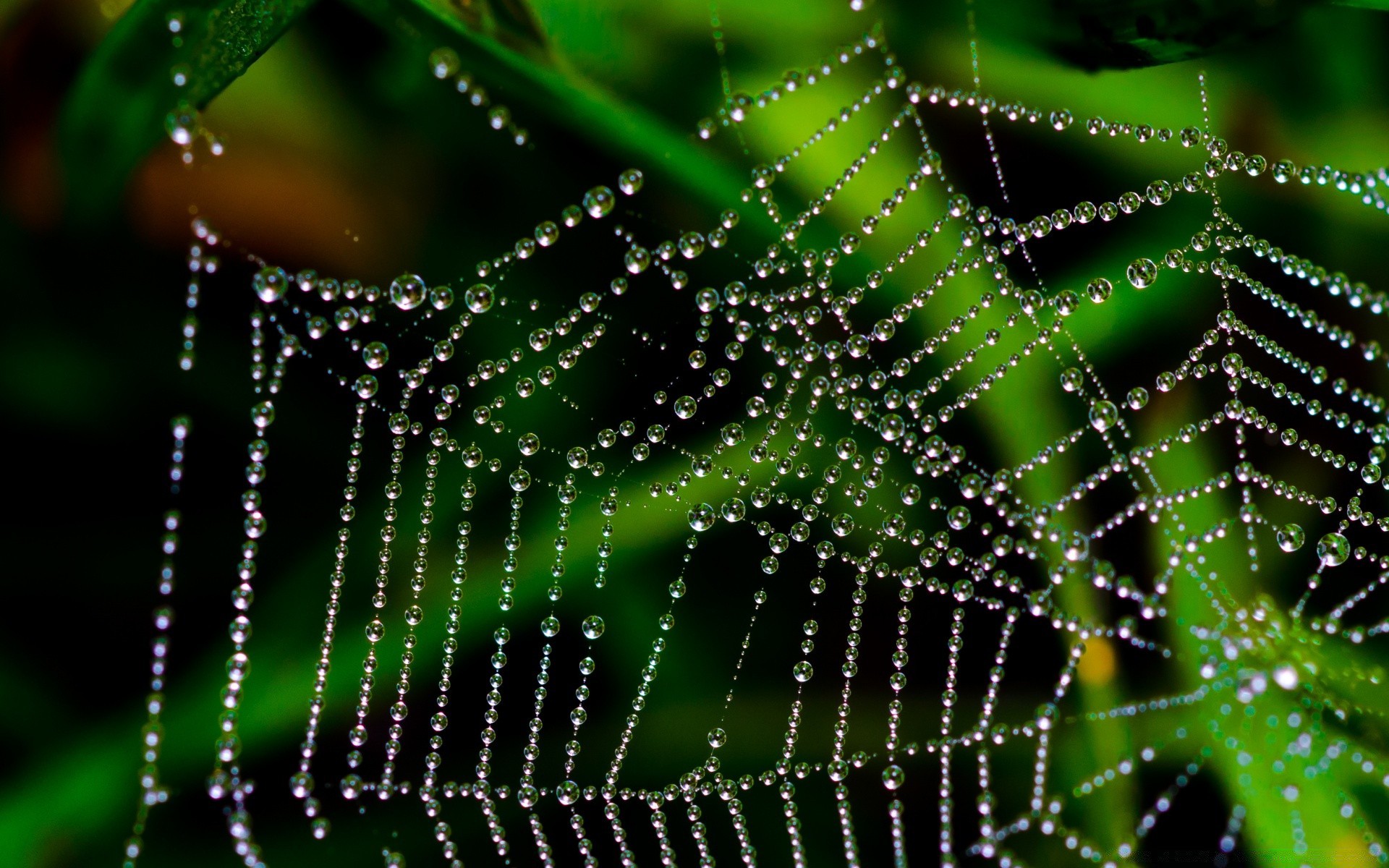 макросъемка паук паутинкой ловушка паутинку росы веб паукообразный природа замысловатость подключение дождь сеть насекомое падение шаблон жутковато аннотация нить