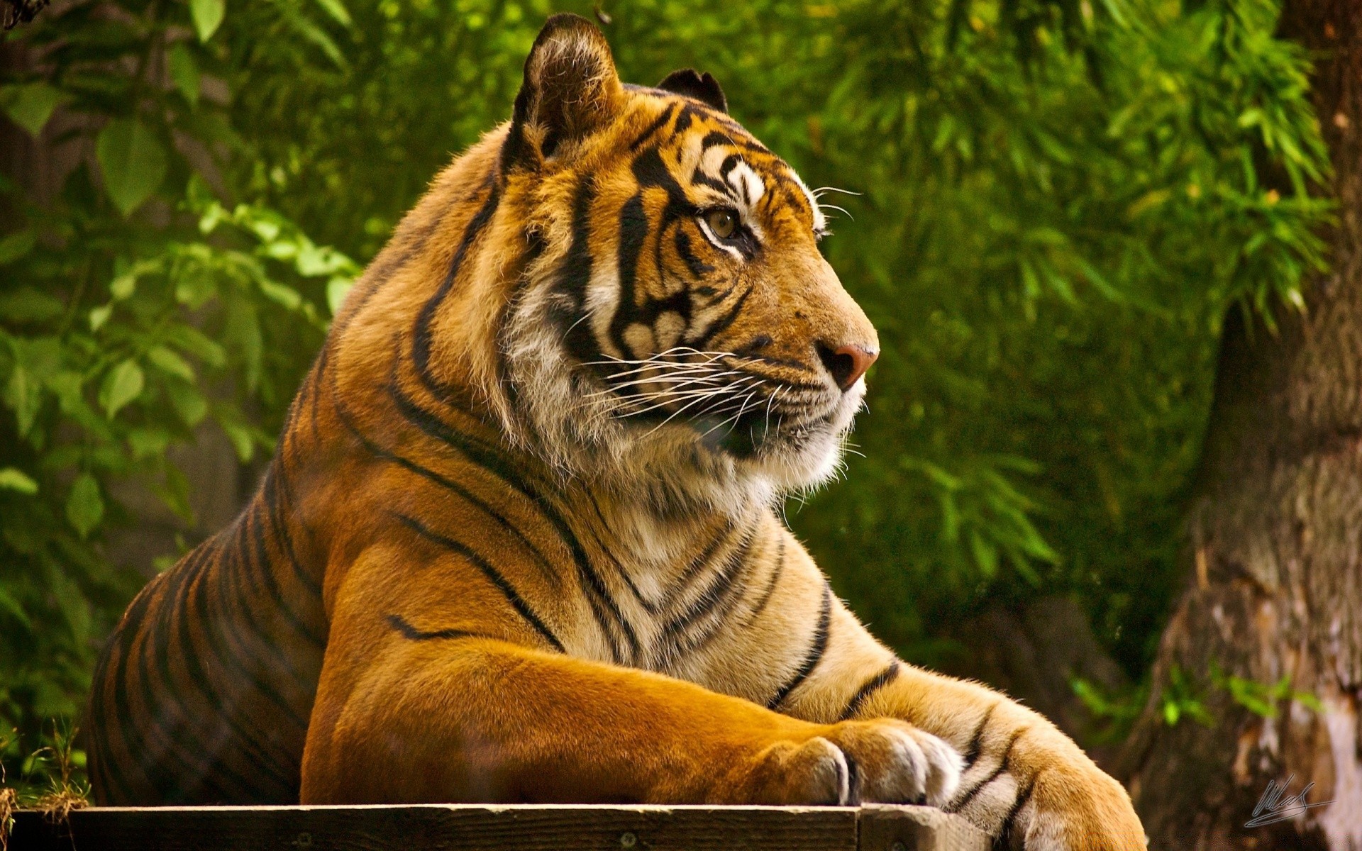 животные тигр кошка джунгли дикой природы хищник большой охотник млекопитающее опасность животное дикий мясоед природа сафари зоопарк мех охота портрет глава злой