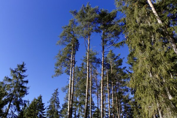 Природа летом под открытым небом