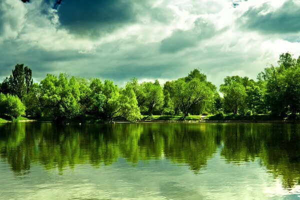 Зеленый лес с чистой водой