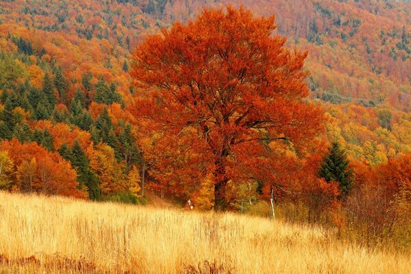 Золотая осень и природа