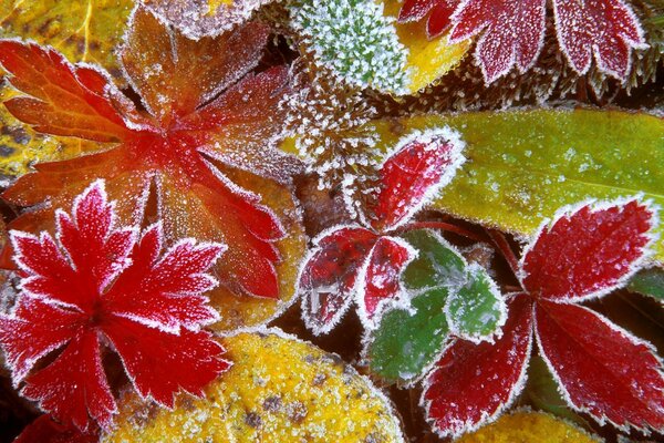 Листья замерзают, чувствуется наступление зимы