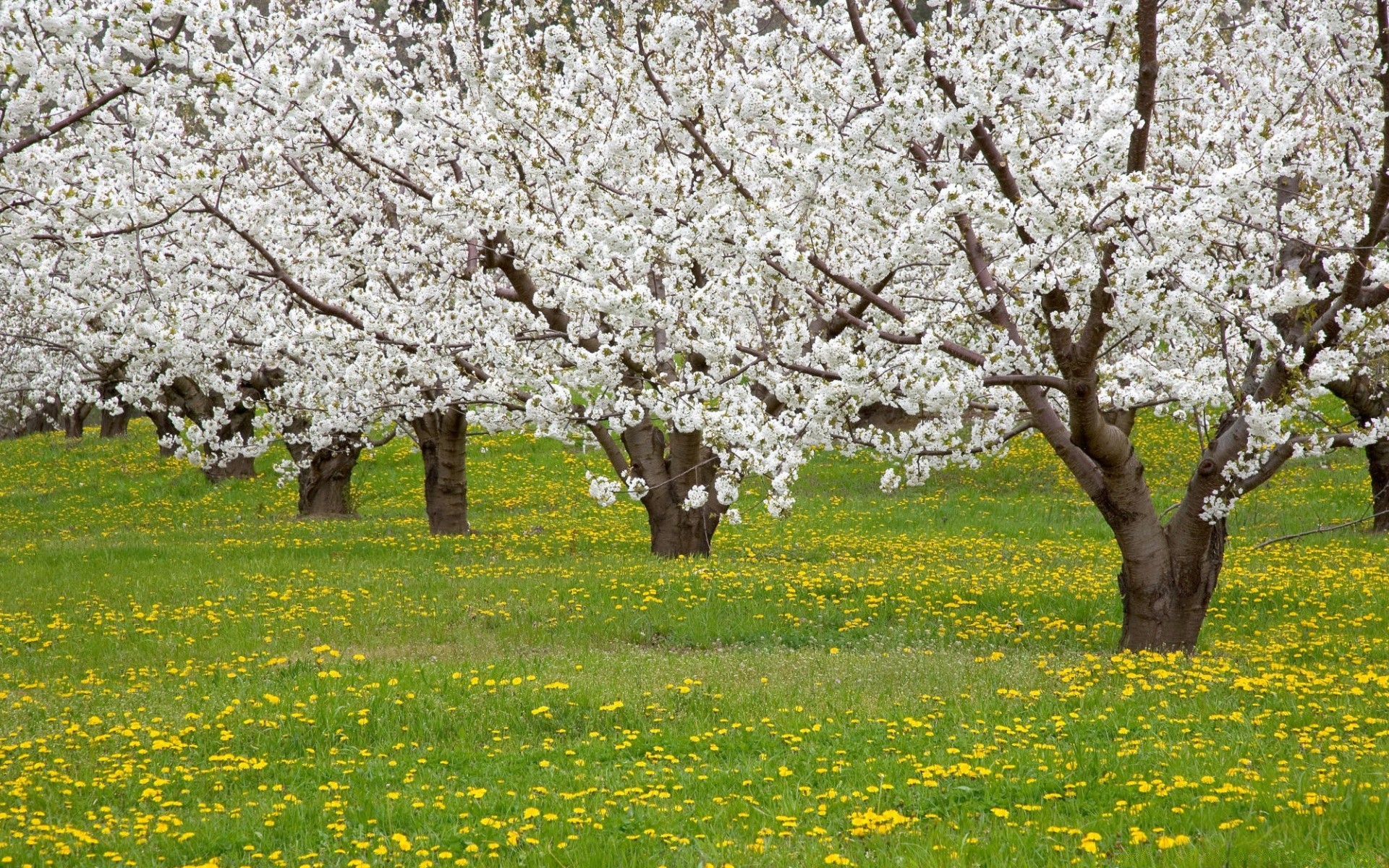 весна дерево вишня цветок весна пейзаж яблоко филиал сезон парк природа флора рост фруктовое дерево сад лист яблоня на открытом воздухе сельских блюминг